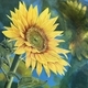 Happy Helianthus