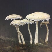 Five White Mushrooms