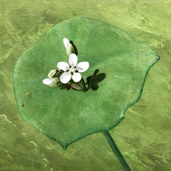 Miner's Lettuce