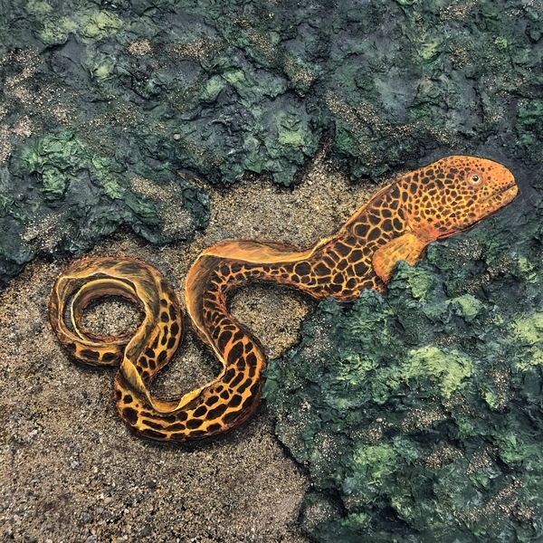 Juvenile Wolf Eel