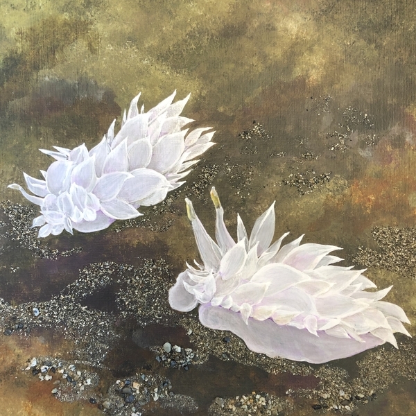 Nudibranchs