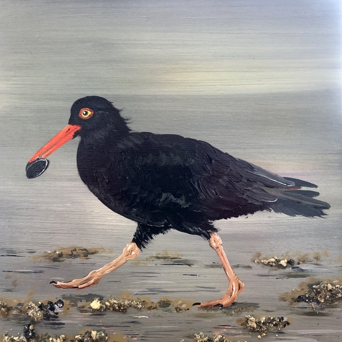 Oystercatcher