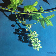 Maple Flowers, Light and Shadow (SOLD)