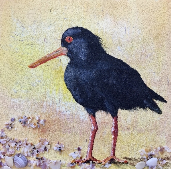 Oystercatcher on Sand and Shells