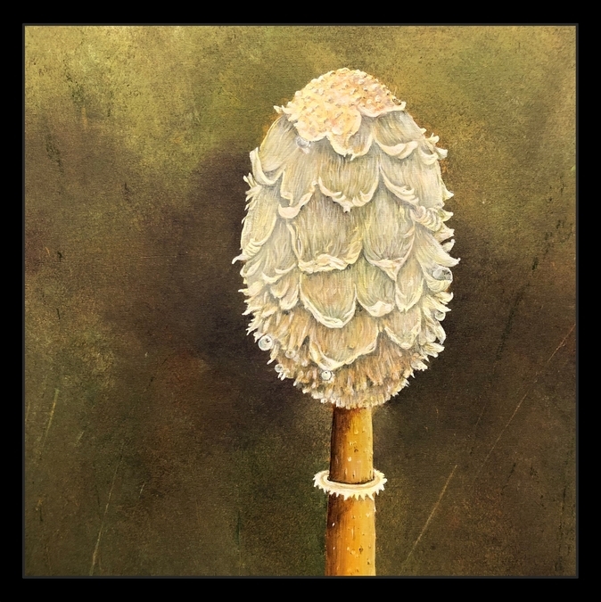 Shaggy Mane