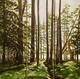 Thoughtful/ Thoughts in the Forest (triptych 36x36)